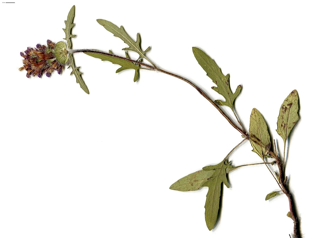 Prunella laciniata x P. vulgaris (Lamiaceae)